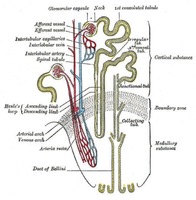 Bartter Sendromu — resim 2