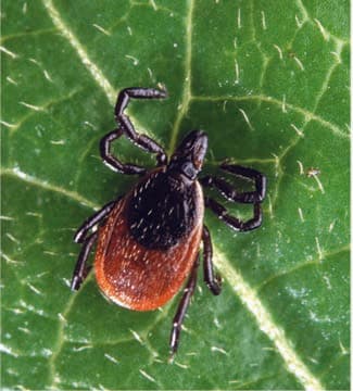 Borrelia Burgdorferi — resim 6