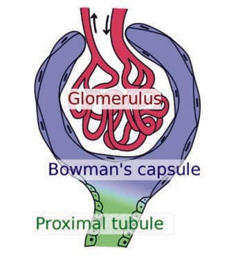 Bowman Kapsülü — resim 2
