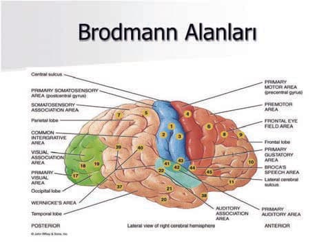 Brodmann Alanları — resim 3