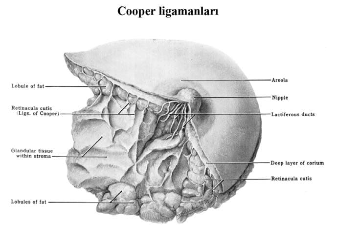 Cooper Ligamanları — resim 2
