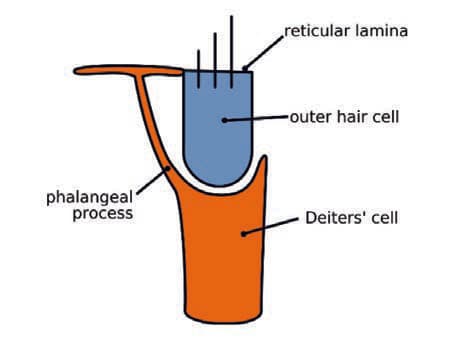 Deiters Hücreleri — resim 2