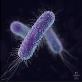 Escherichia Coli — resim 3