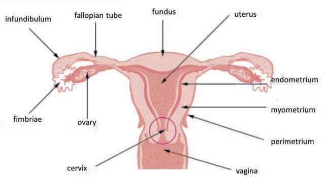 Fallop Tüpleri — resim 3