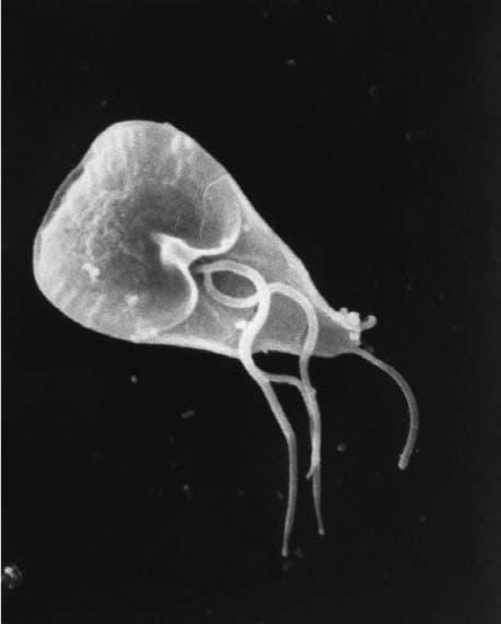 Giardia Lamblia — resim 4