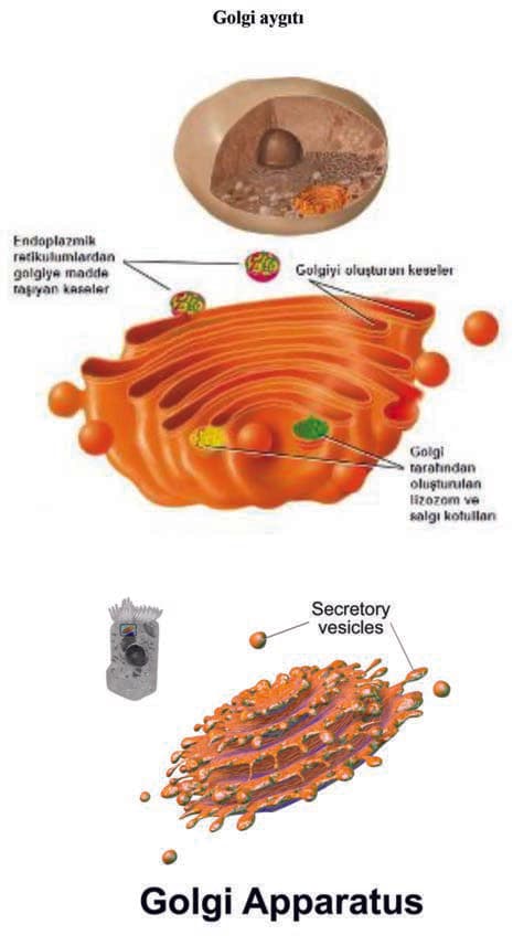 Golgi Aygıtı — resim 2