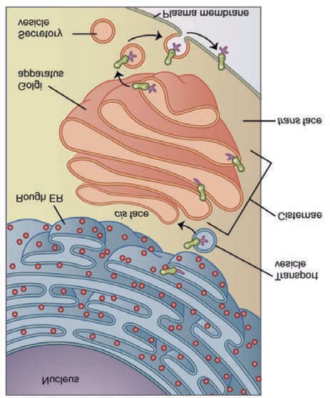 Golgi Aygıtı — resim 3