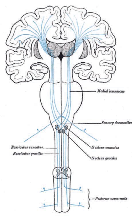 Goll Sütunu (Fasciculus Gracilis) — resim 2