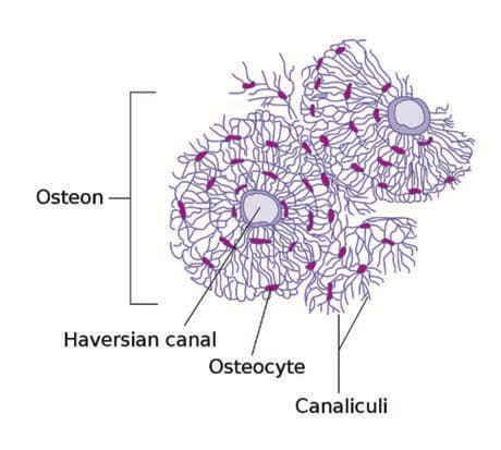 Havers Kanalları — resim 2