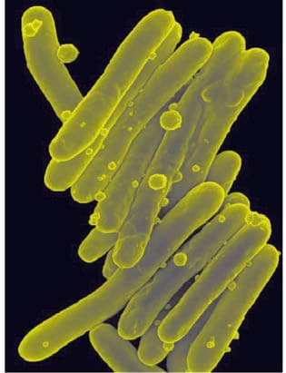Koch Basili — resim 2