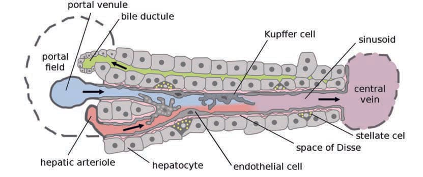 Kupffer Hücreleri — resim 3