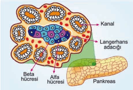 Langerhans Adacıkları — resim 3