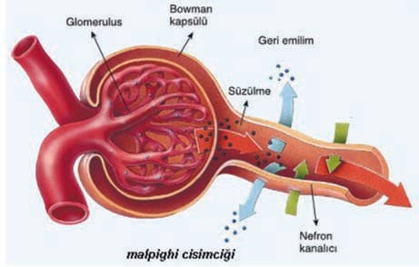 Malpighi Cisimciği — resim 2