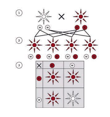 Mendel Kanunları — resim 2