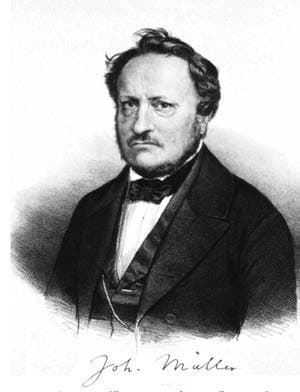 Müller Kanalı — resim 1