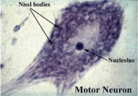 Nissl Cisimciği — resim 2