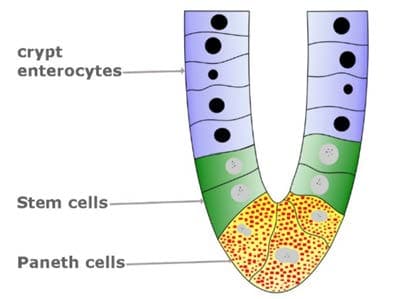 Paneth Hücreleri — resim 3