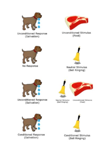 Pavlov'un Köpeği (Klasik Koşullanma) — resim 4