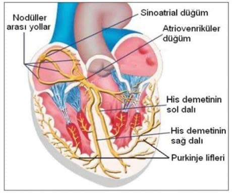 Purkinje Lifleri — resim 3