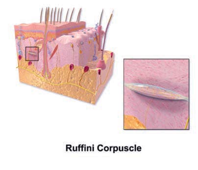 Ruffini Korpüskülü — resim 2