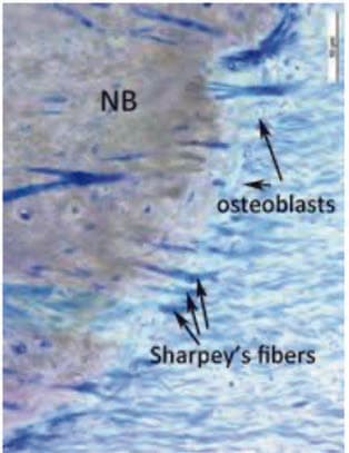 Sharpey Fibrilleri — resim 4