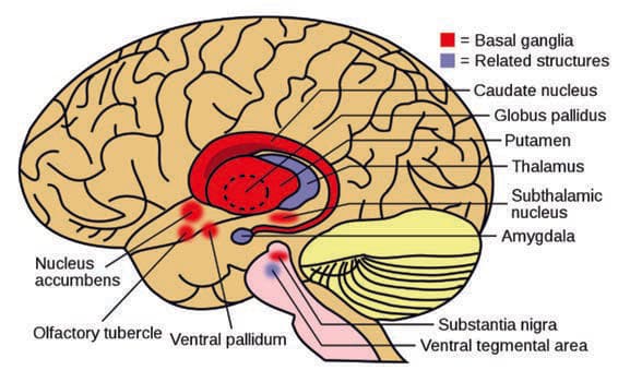 Tourette Sendromu — resim 3