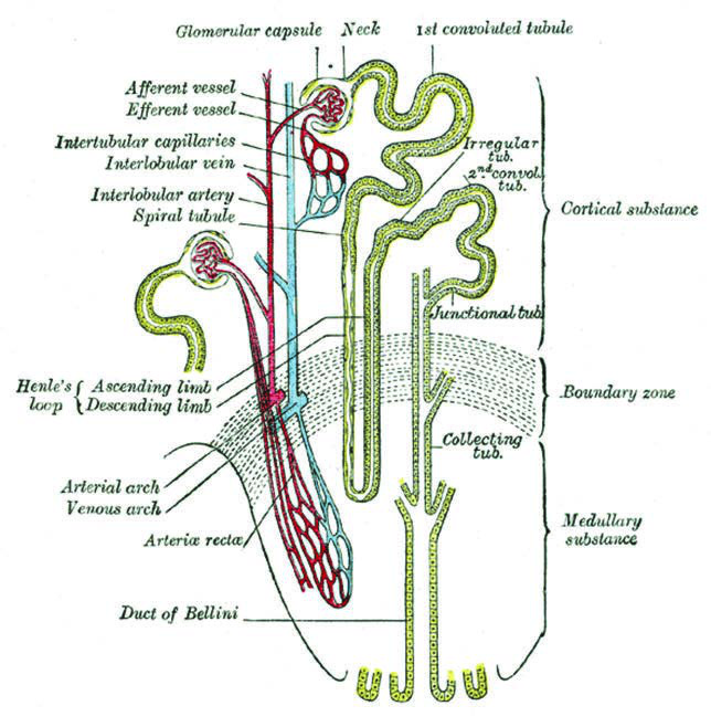 Renal tübülün şeması ve vasküler kaynağı. By Henry Vandyke Carter