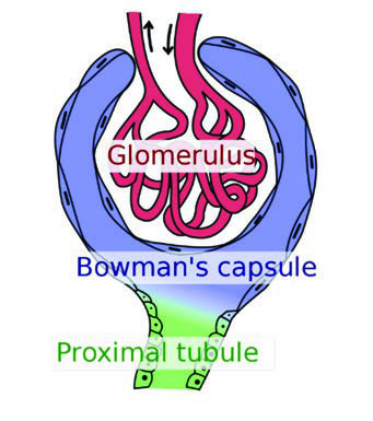 Bowman Kapsülü — resim 2