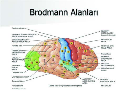 Brodmann Alanları — resim 3