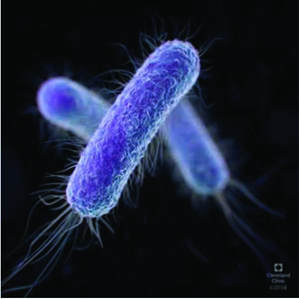 Escherichia Coli — resim 3