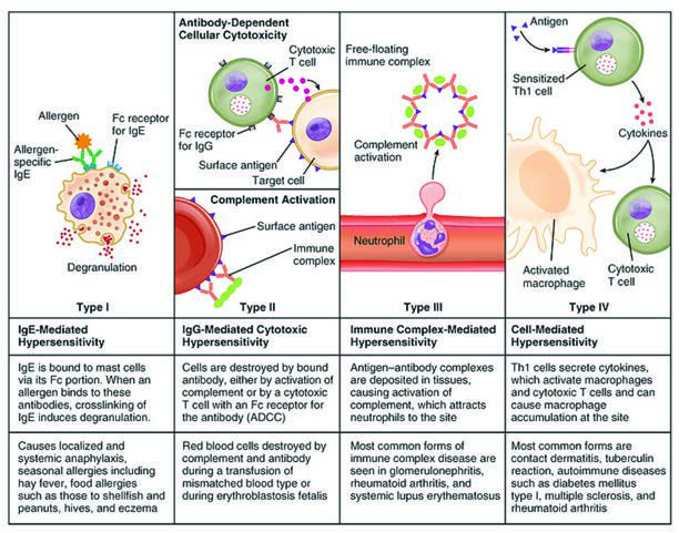 Gell-Coombs Sınıflaması / Hipersensitivite Reaksiyonları — resim 2