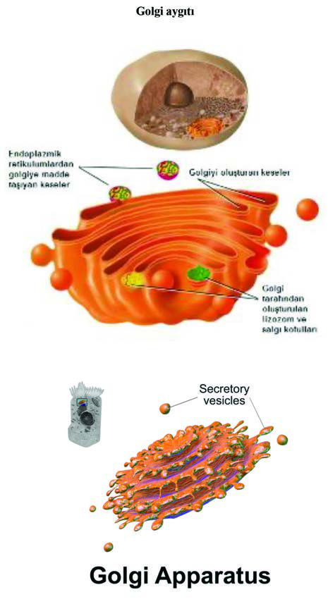 Golgi Aygıtı — resim 2