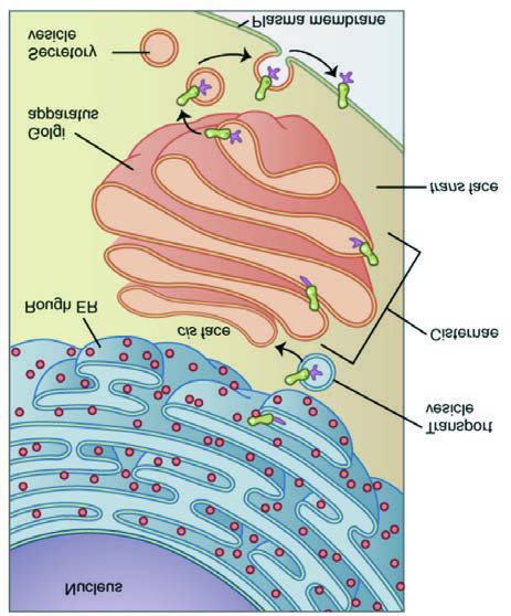 Golgi Aygıtı — resim 3