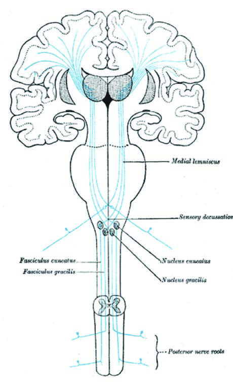 Goll Sütunu (Fasciculus Gracilis) — resim 2