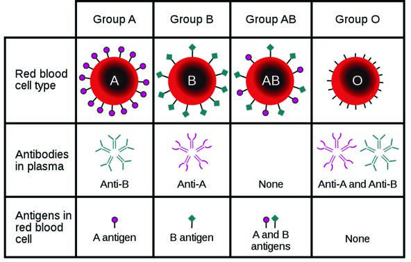 Kan Grupları — resim 5