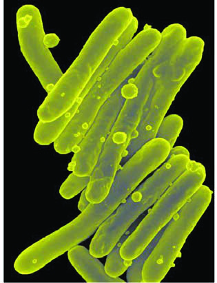 Koch Basili — resim 2