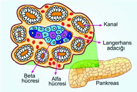 Langerhans Adacıkları — resim 3