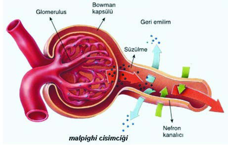 Malpighi Cisimciği — resim 2