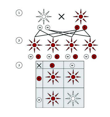Baskın ve çekinik fenotipler. (1) Ebeveyn nesli. (2) F1 nesli.  (3) F2 nesli.