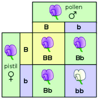 Mendel’in bezelye bitkisi deneylerinden biri için bir  Punnett karesi F1 neslinin kendi kendine döllenmesi