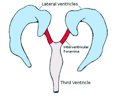 Beynin lateral ventrikülleri, interventriküler foramina  ile üçüncü ventriküle bağlanır. Dördüncü ventrikül burada  gösterilmemiştir.