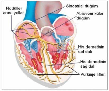Purkinje Lifleri — resim 3