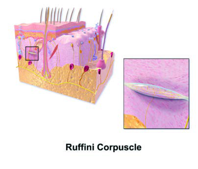 Ruffini Korpüskülü — resim 2