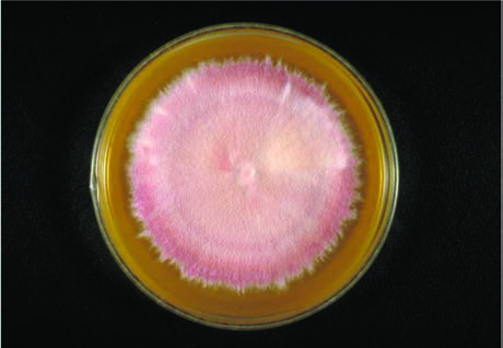 Sabouraud agarda Trichophyton terrestre.