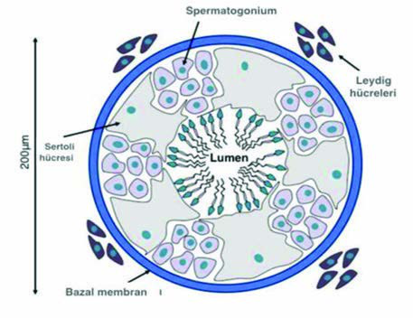 Sertoli Hücreleri — resim 2