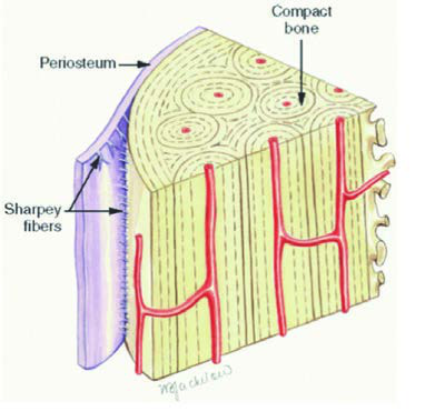 Sharpey Fibrilleri — resim 2