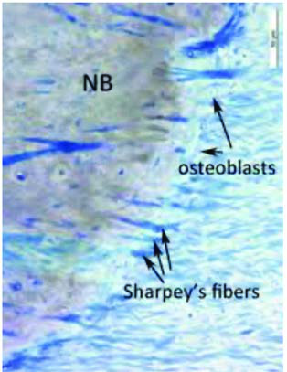 Sharpey Fibrilleri — resim 4
