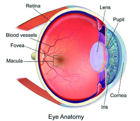 Makula, insan gözünün retinasının merkezine yakın  oturur.