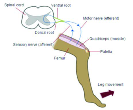 Westphal bulgısı. Patellar (Diz) Reﬂeks Şeması
